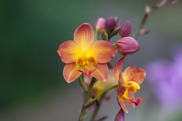 Obraz na płótnie Canvas Close up beautiful orange orchid. Macro photo