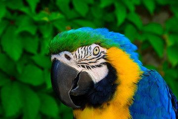 Portrait of a colored parrot.Blue and Gold Macaw