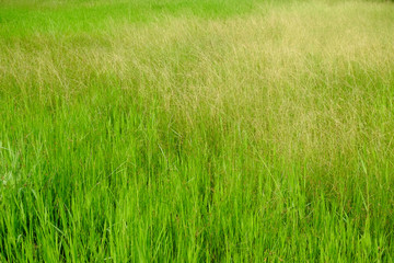 grass