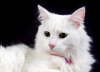 Pet animal; cute cat indoor. House cat.