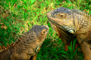 Two brown  iguanas on green grass
