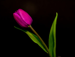 Tulip flower isolated