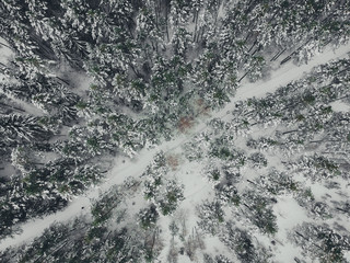 Road to winter snow-covered pine forest with quadrocopter