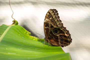 Owl butterfly ,caligo eurilochus. beautiful brown butterfly