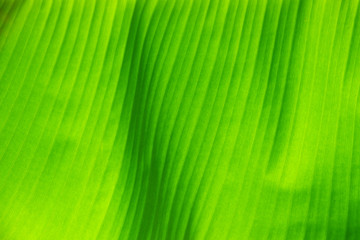 Banana leaf background with lines