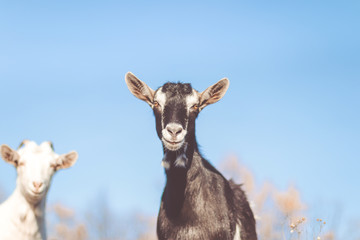 Goat in field. Goats eating grass,Goat on a pasture, Little goat portrait