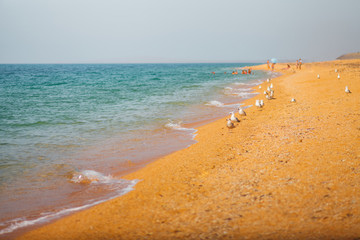 Waves on the sea sandy shore. Clear Sea in Crimea