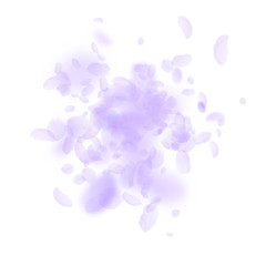Violet flower petals falling down. Emotional roman