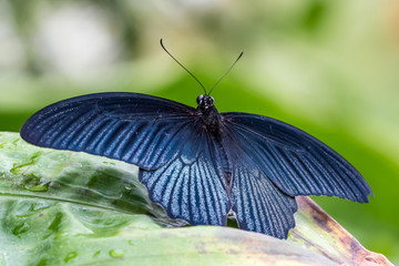 Obraz premium Tropical butterfly sitting on a leaf and resting
