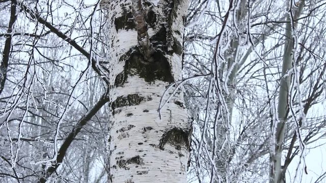 Birch with hoarfrost on branches. Fog in the winter.