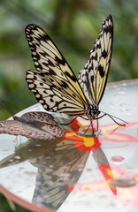 Fototapeta na wymiar Tree Nymph butterfly or Rice Paper butterfly, Idea leuconoe on flowers