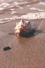 Sea shell on sandy beach in sunrise light.