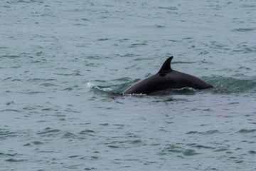 Naklejka premium Killer whale, hunting sea lions, Patagonia Argentina