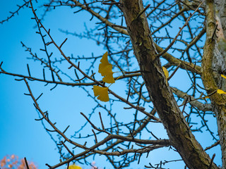 Ginkgo Biloba leaves on the tree with blue sky.