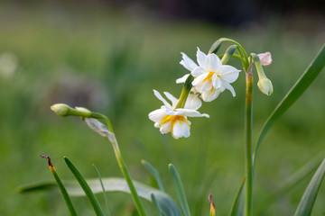 Beautiful white daffodils in a field. Karaburun,Izmir/Turkey. (Narcissus)