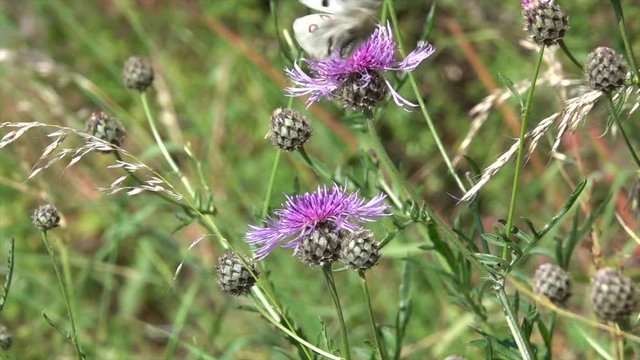 Mosel-Apollo, Apollofalter, Moselapollofalter Parnassius apollo