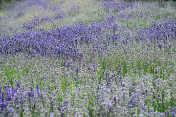 floraler Hintergrund aus blühenden Lavendelpflanzen