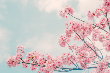 Fototapety  Piękny kwiat wiśni sakura wiosną nad błękitne niebo.