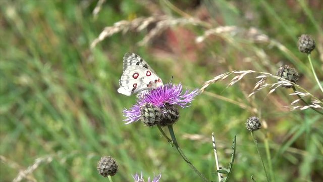Mosel-Apollo, Apollofalter, Moselapollofalter Parnassius apollo