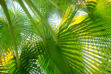 Obraz na płótnie Canvas beautiful palm leaves of tree in sunlight