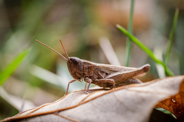 Lesser Marsh Grasshopper, Chorthippus albomarginatus, Omocestus viridulus, Grasshopper, mimicry