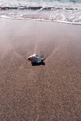 Sea shell on sandy bright greek beach