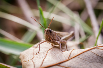 Lesser Marsh Grasshopper, Chorthippus albomarginatus, Omocestus viridulus, Grasshopper, mimicry