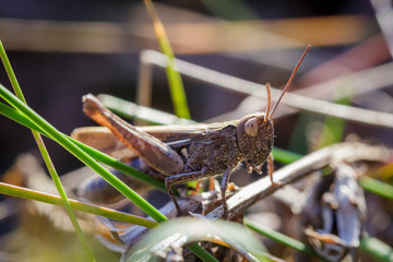 Lesser Marsh Grasshopper, Chorthippus albomarginatus, Omocestus viridulus, Grasshopper, mimicry