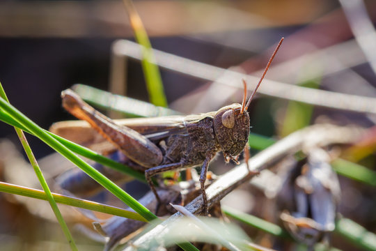 Lesser Marsh Grasshopper, Chorthippus albomarginatus, Omocestus viridulus, Grasshopper, mimicry