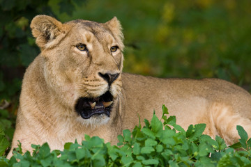 Lioness in the Xakanaxa region of the Okavango Delta in Botswana