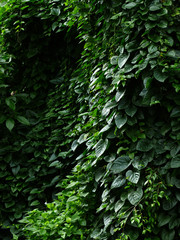 Overgrown green jungle ivy weed blooming in garden