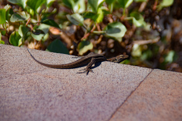 The canarian lizard