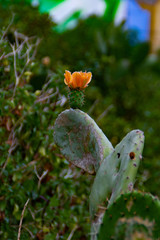 A prickly pear flower