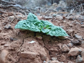 flower that grew from dry land