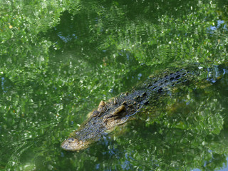 Crocodile with head above water hunting for food