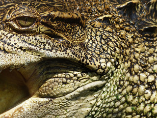 Crocodile skin texture