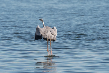 Grey Heron spotted in Hyeongsan River, South Korea