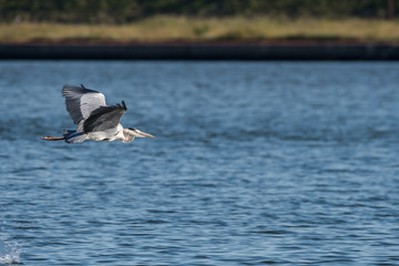 Grey Heron [Ardea cinerea] spotted in Hyeongsan River, South Korea