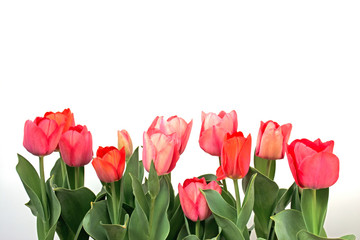  Pink tulip 