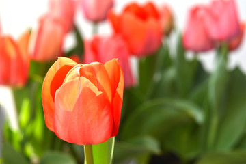  Pink tulip 