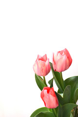  Pink tulip flowers
