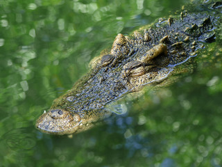 Crocodile with head above water hunting for food