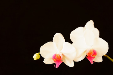 bright white orchid flower on black velvet background, space for typing