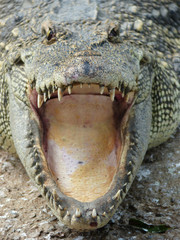 Obraz premium closeup of the mouth and teeth of a crocodile