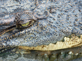 Crocodile Eyes Detail Close Up