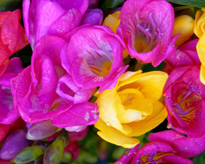 Obraz premium violet and yellow frresia flowers top view