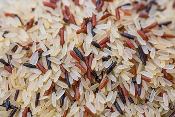 Wild rice close up
