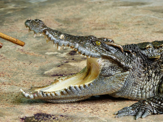 Crocodile with open mouth