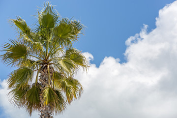 View of a palm tree with a lovely sunny sky background