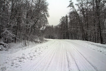Obraz premium Snowy winter in the forest